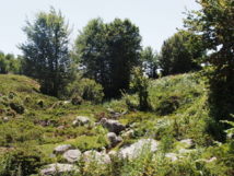 Sur le chemin, des petits coins de paradis verdoyant Sur le chemin, des petits coins de paradis verdoyant