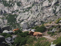 Des vaches nous narguent Des vaches nous narguent