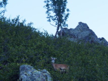 Un mouflon corse Un mouflon corse