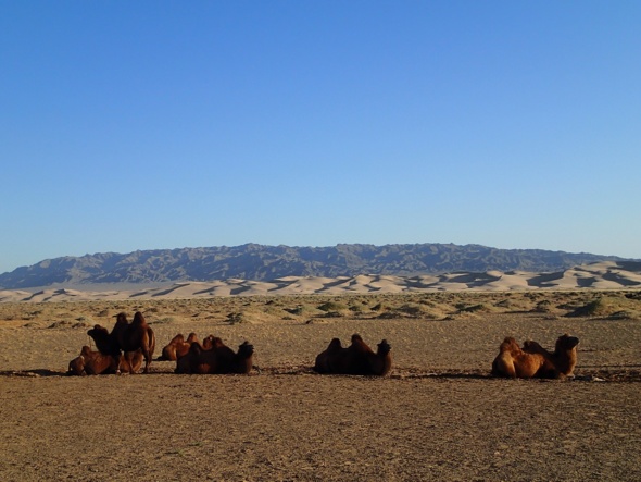 Les dunes de Khongoryn Els