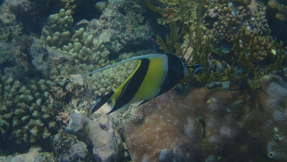 Cairns : un cyclone, une forêt et des poissons