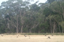 D’Adelaïde à Sidney en passant par Melbourne D’Adelaïde à Sidney en passant par Melbourne