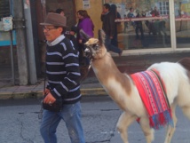 Chiloé, l’île paisible Chiloé, l’île paisible