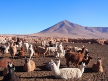 Les paysages enchanteurs du Sud de la Bolivie Les paysages enchanteurs du Sud de la Bolivie