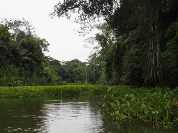 Rurrenabaque : entre jungle et pampa