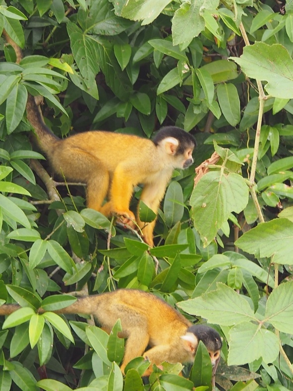 Singe capucin Singe capucin