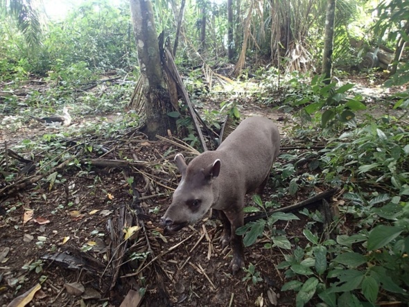 Tapir Tapir