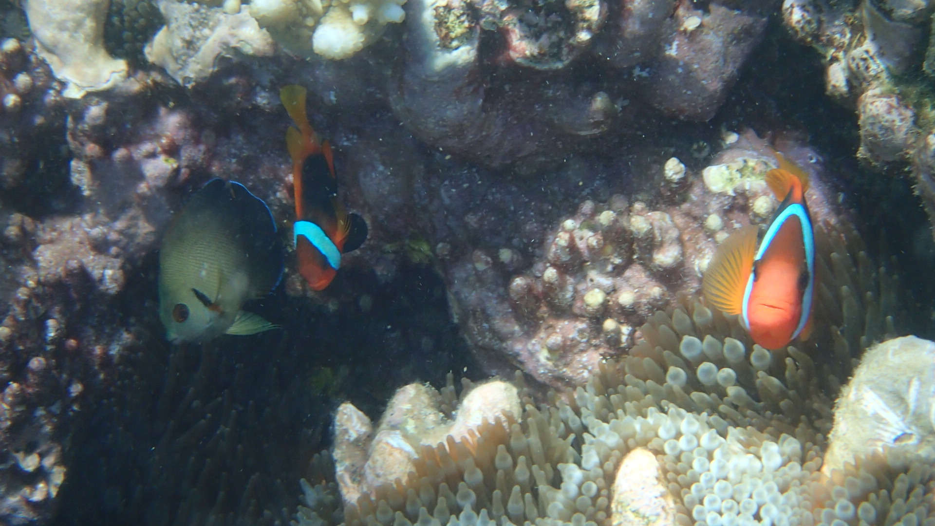 Cairns : un cyclone, une forêt et des poissons Cairns : un cyclone, une forêt et des poissons