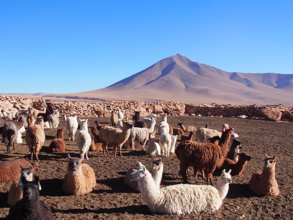 Les paysages enchanteurs du Sud de la Bolivie Les paysages enchanteurs du Sud de la Bolivie
