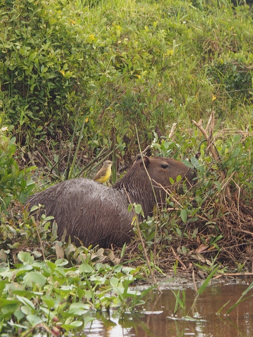 Capybara Capybara