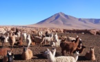 Les paysages enchanteurs du Sud de la Bolivie