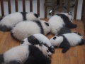 03 - La nurserie des pandas - Chengdu