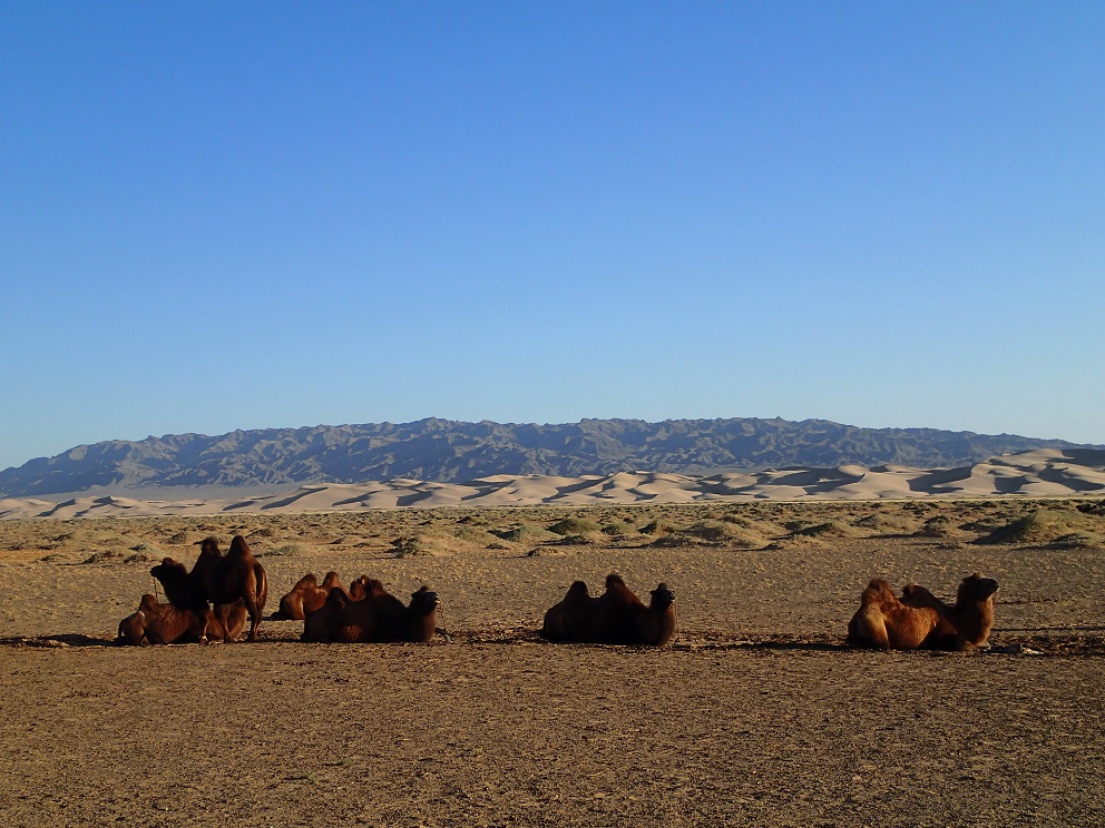 13 - Les dunes de Khongoryn Els