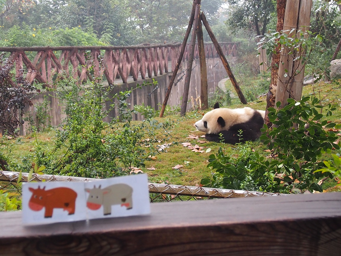 Pandaland - Chengdu - Chine