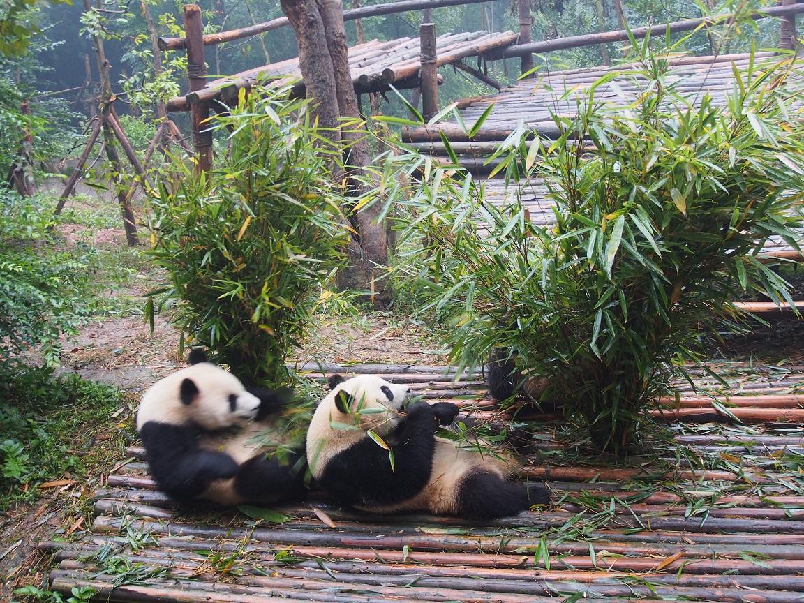01 - Pandas synchros - Chengdu