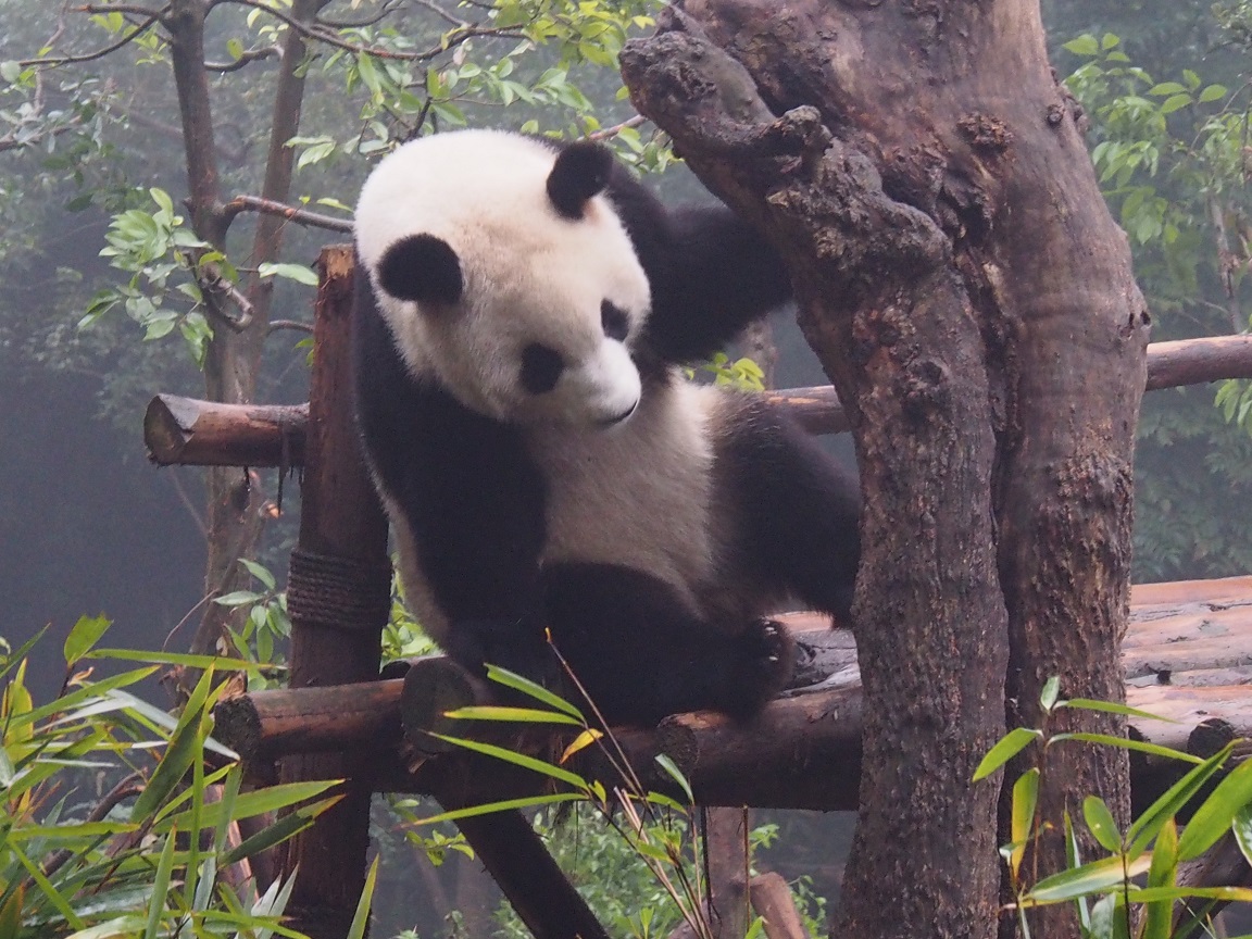 02 - Panda hésitant - Chengdu