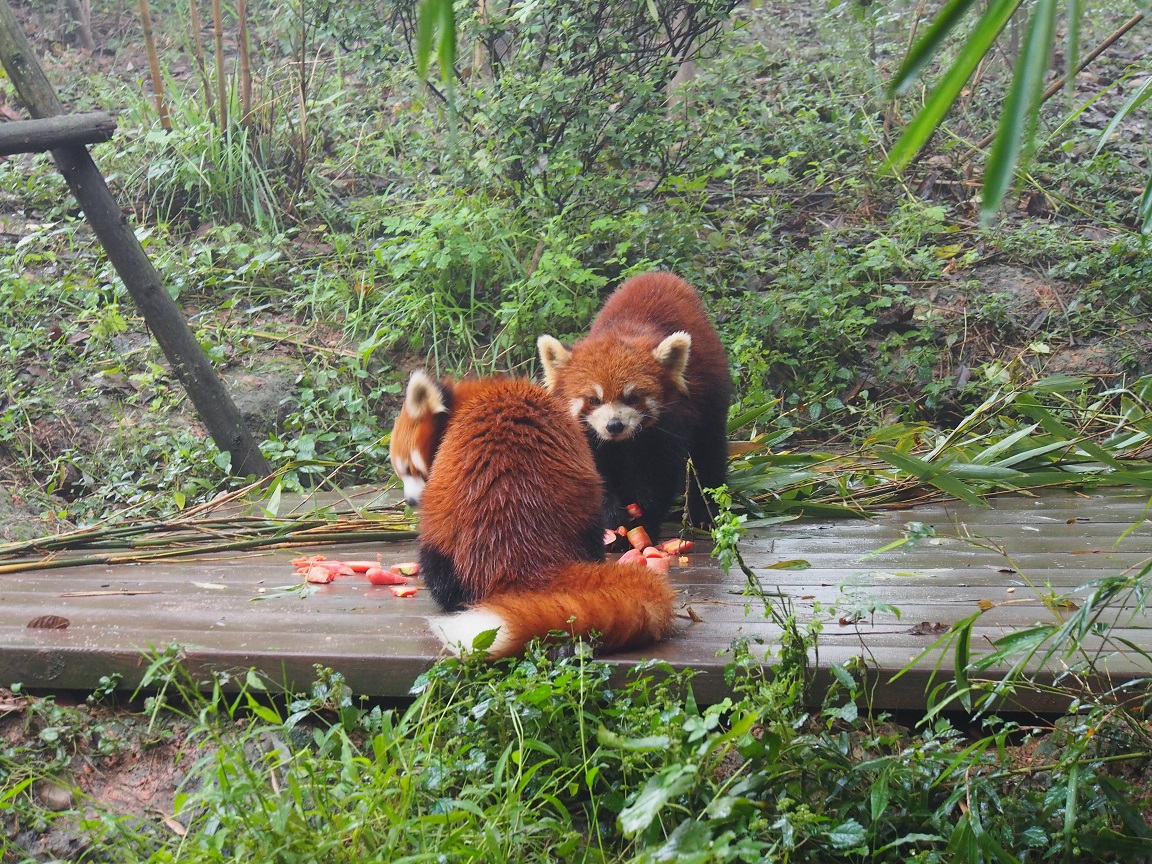 04 - Pandas rouge - Chengdu