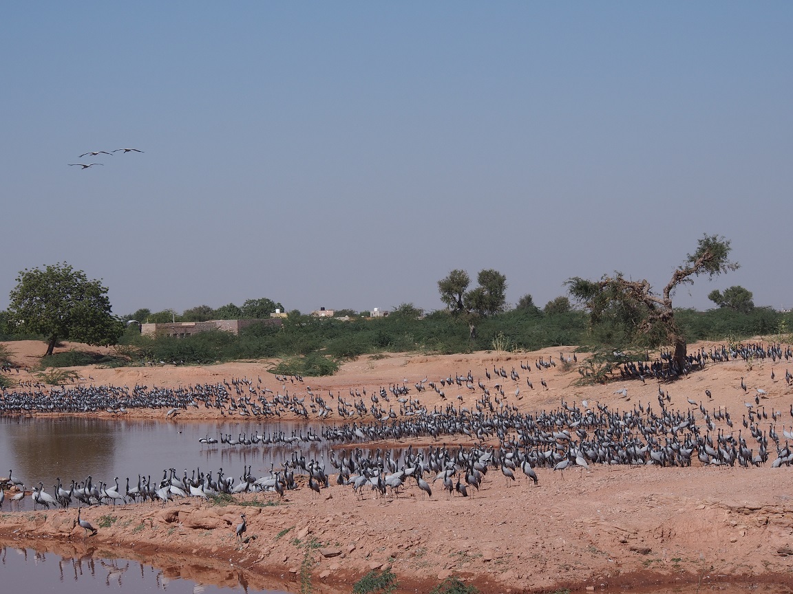 06 - Oiseaux migrateurs près de Khichan