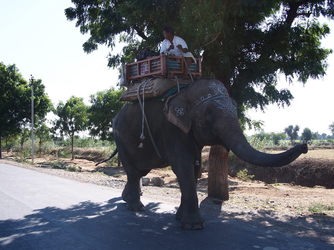 14 - Taxi éléphant - Jodhpur