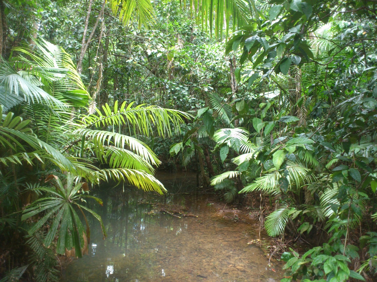 01 - Marécage - Rain Forest - Port Douglas