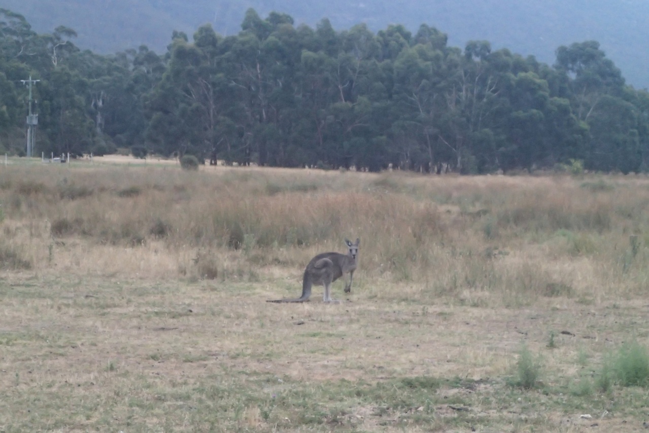 01 - Kangourou (Jackie) - Grampians 01 - Kangourou (Jackie) - Grampians