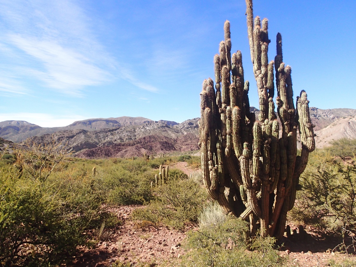 01- Cactus - Tupiza 01- Cactus - Tupiza